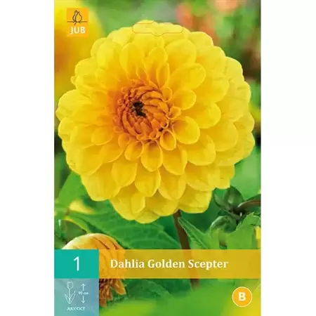 1 Dahlia Golden Scepter - afbeelding 1