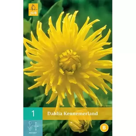 1 Dahlia Kennemerland - afbeelding 1