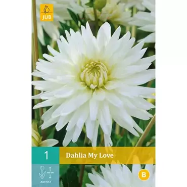 1 Dahlia My Love - afbeelding 1