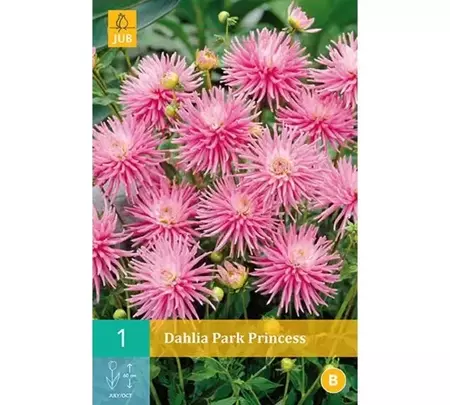 1 Dahlia Park Princess - afbeelding 1