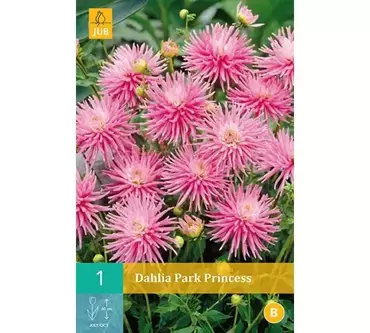 1 Dahlia Park Princess - afbeelding 1