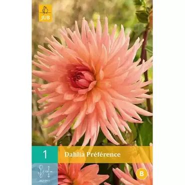 1 Dahlia Preference - afbeelding 1