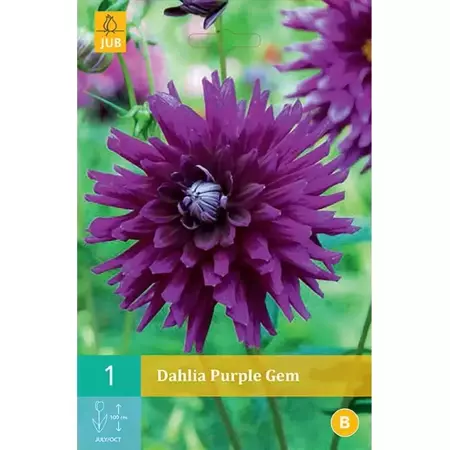 1 Dahlia Purple Gem - afbeelding 1
