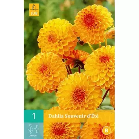 1 Dahlia Souvenir D'Ete - afbeelding 1