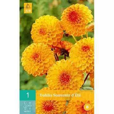 1 Dahlia Souvenir D'Ete - afbeelding 1