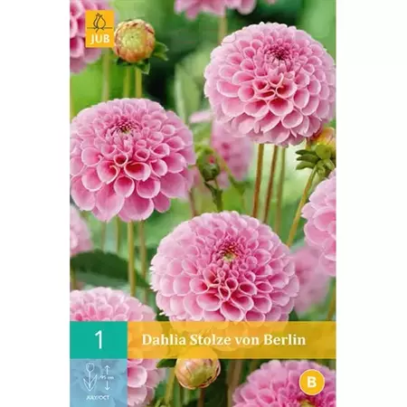 1 Dahlia Stolze Von Berlin - afbeelding 1