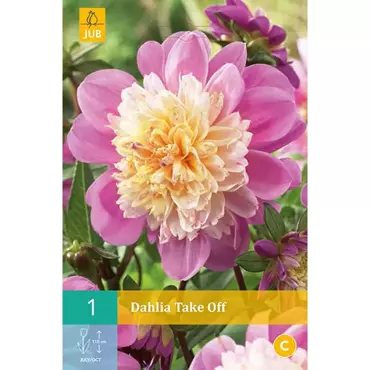 1 Dahlia Take Off - afbeelding 1