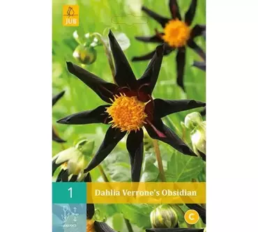 1 Dahlia Verrone'S Obsidian - afbeelding 2