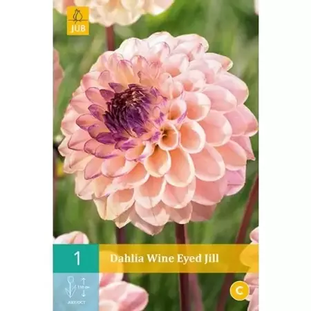 1 Dahlia Wine Eyed Jill - afbeelding 1