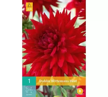 1 Dahlia Wittemans Best - afbeelding 1