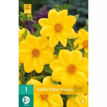 1 Dahlia Yellow Sneezy - afbeelding 1