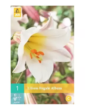 1 Lilium Regale - afbeelding 1