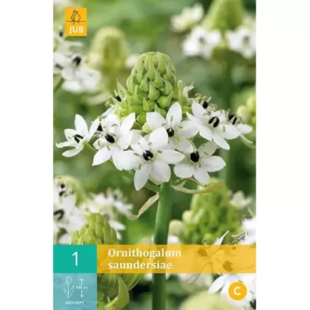 1 Ornithogalum Saundersiae - afbeelding 1