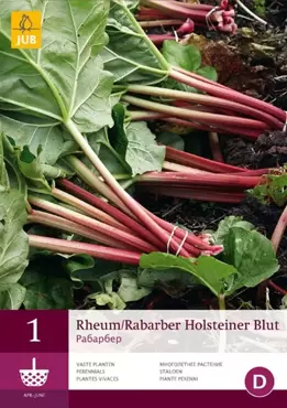 1 Rheum/Rabarber Holsteiner Blut - afbeelding 1