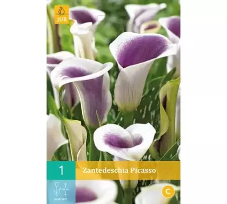 1 Zantedeschia Picasso - afbeelding 1