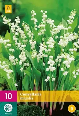 10 Convallaria Majalis - afbeelding 1
