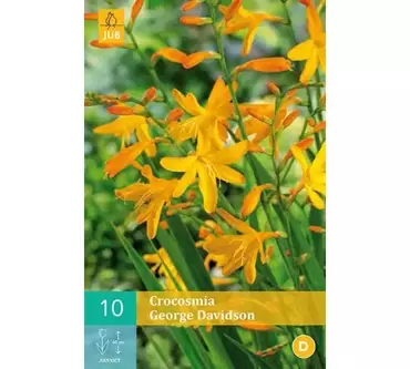 10 Crocosmia George Davison - afbeelding 1