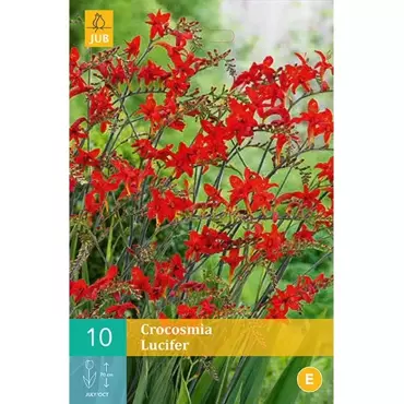 10 Crocosmia Lucifer - afbeelding 2