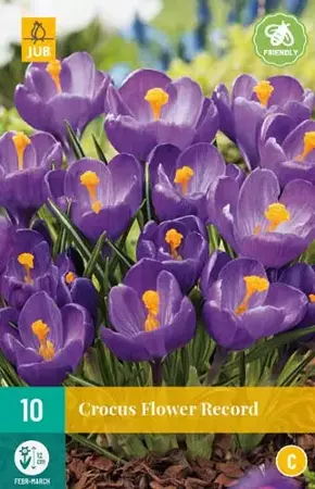 X 10 Crocus Flower Record