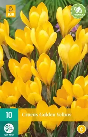 X 10 Crocus Golden Yellow