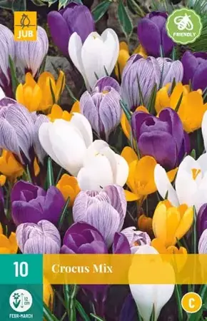 X 10 Crocus grootbloemig mix