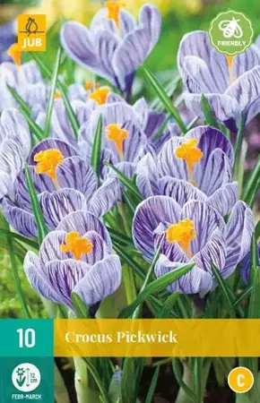 X 10 Crocus Pickwick