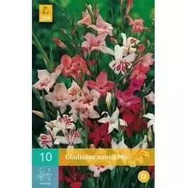 10 Gladiolus Nanus Mix - afbeelding 1