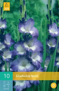 10 Gladiolus Nori - afbeelding 1