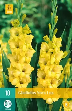 10 Gladiolus Nova Lux