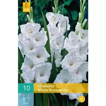 10 Gladiolus White Prosperity - afbeelding 1