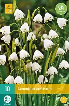 X 10 Leucojum aestivum