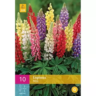 10 Lupinus Mix - afbeelding 2