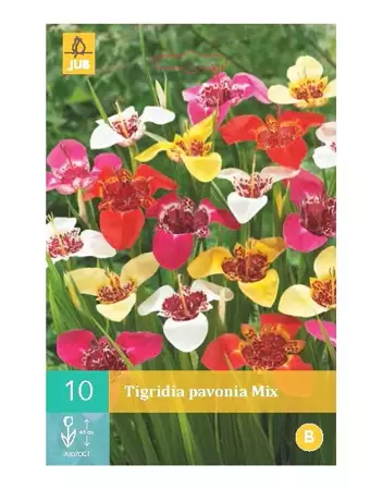 10 Tigridia Pavonia Mix - afbeelding 1