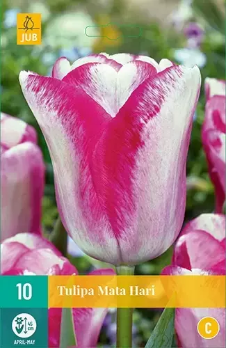 X 10 Tulipa Mata Hari