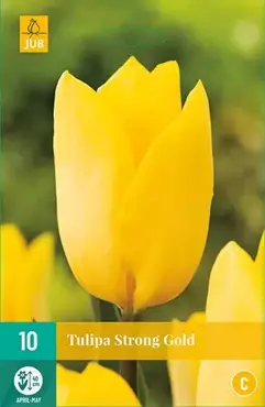 X 10 Tulipa Strong Gold