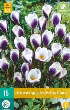 X 15 Crocus Prins Claus