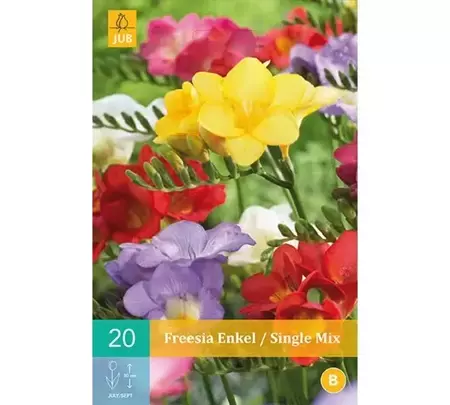 15 Freesia Enkel Mix - afbeelding 1