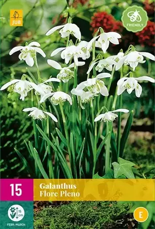 X 15 Galanthus Flore Pleno