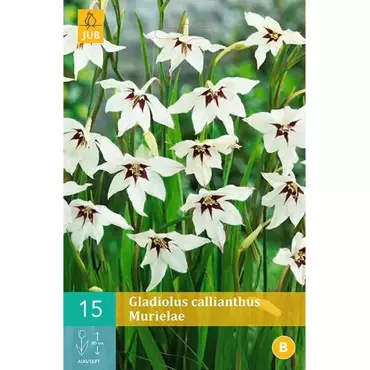 15 Gladiolus Callianthus Murielae - afbeelding 1