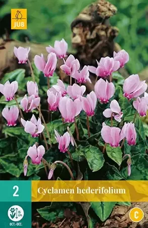 X 2 Cyclamen hederifolium