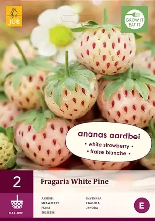 2 Fragaria White Pine - afbeelding 1