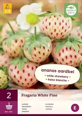 2 Fragaria White Pine - afbeelding 1