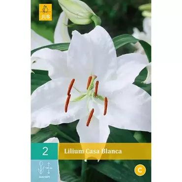 2 Lilium Casa Blanca - afbeelding 1