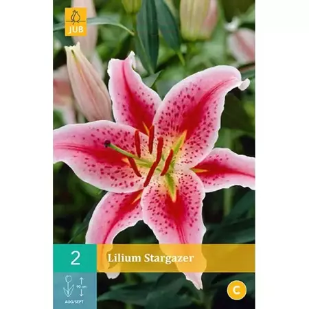 2 Lilium Stargazer - afbeelding 1