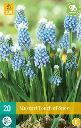X 20 Muscari Touch of Snow