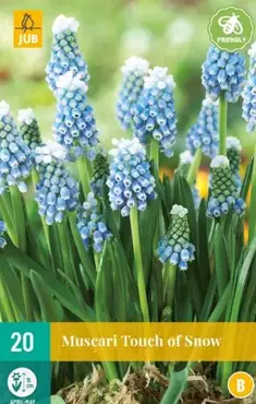 X 20 Muscari Touch of Snow