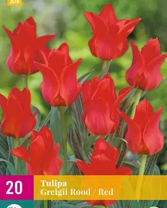 X 20 Tulipa Greigii rood