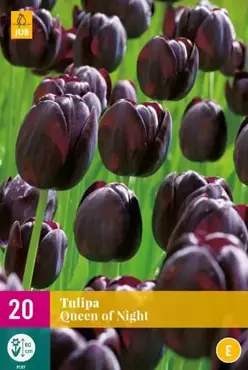 X 20 Tulipa Queen of Night