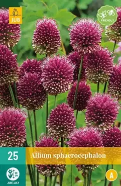 X 25 Allium sphaerocephalon