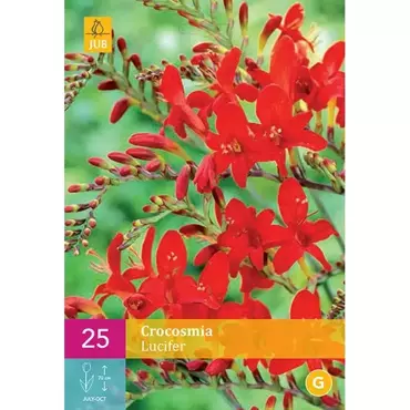 25 Crocosmia Lucifer - afbeelding 1